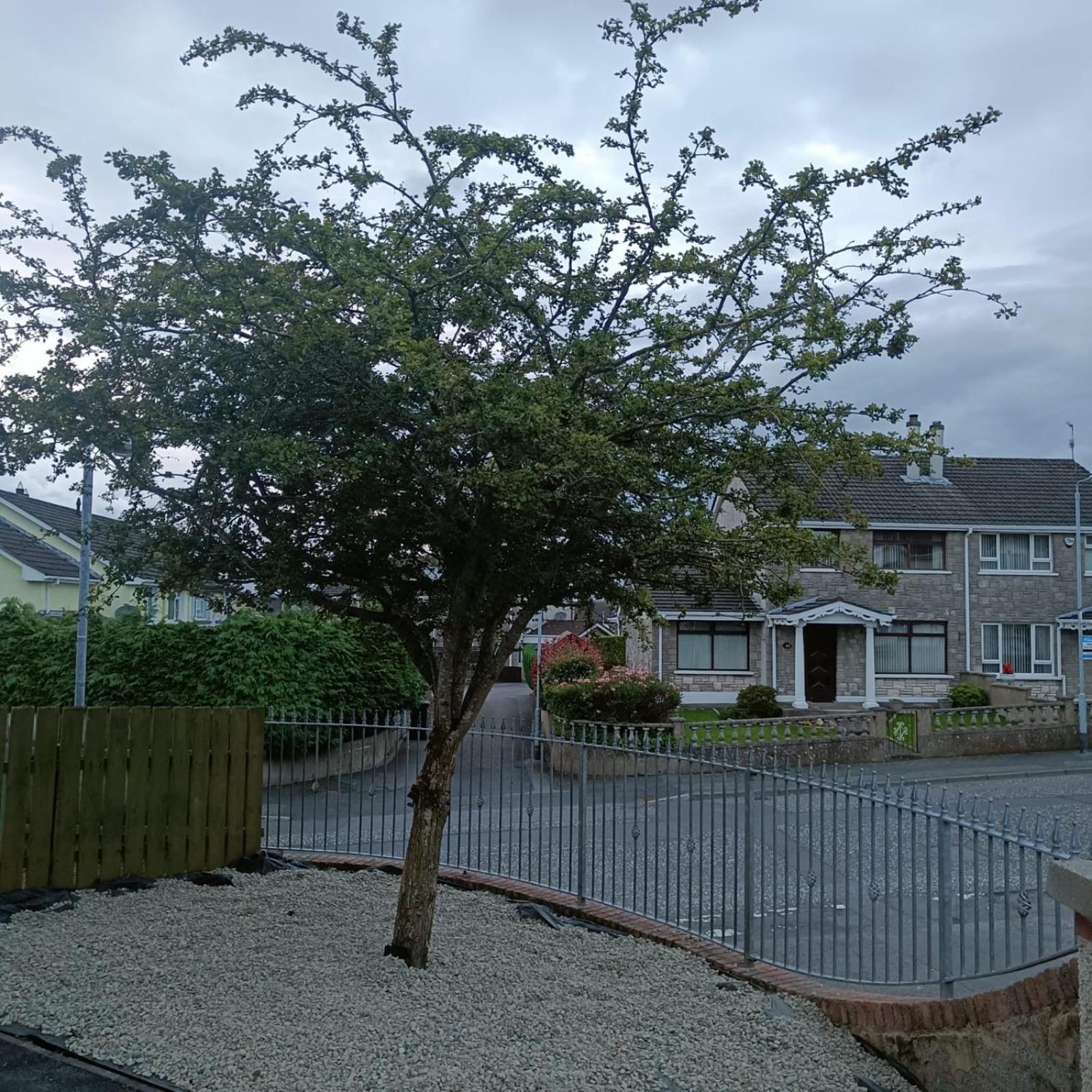 Bluebell House Villa Newry Eksteriør billede
